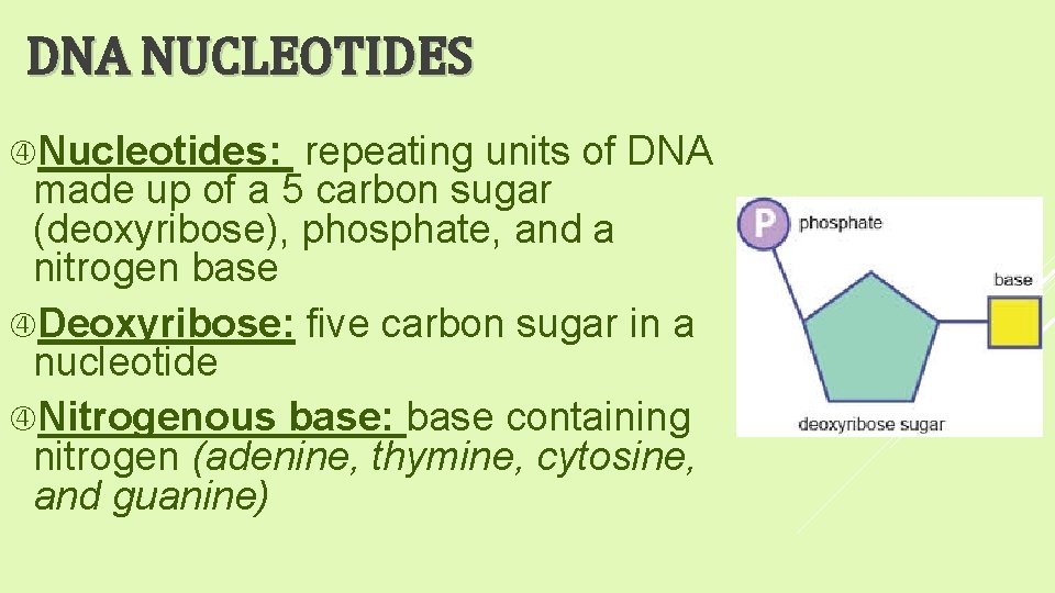 DNA NUCLEOTIDES Nucleotides: repeating units of DNA made up of a 5 carbon sugar