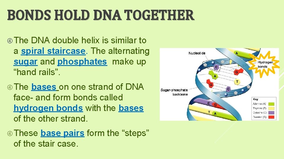 BONDS HOLD DNA TOGETHER The DNA double helix is similar to a spiral staircase.