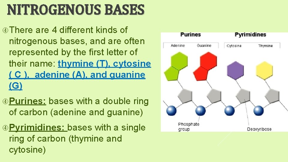 NITROGENOUS BASES There are 4 different kinds of nitrogenous bases, and are often represented