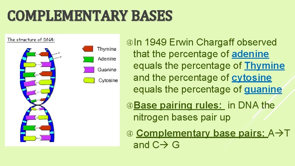 COMPLEMENTARY BASES In 1949 Erwin Chargaff observed that the percentage of adenine equals the