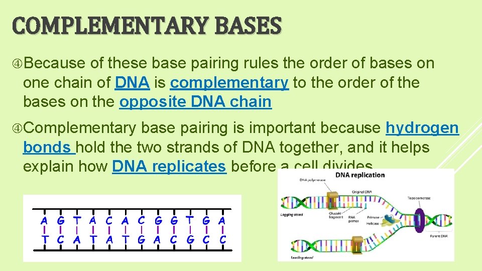 COMPLEMENTARY BASES Because of these base pairing rules the order of bases on one