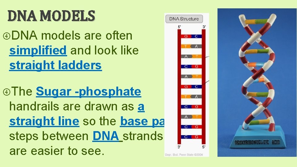 DNA MODELS DNA models are often simplified and look like straight ladders The Sugar