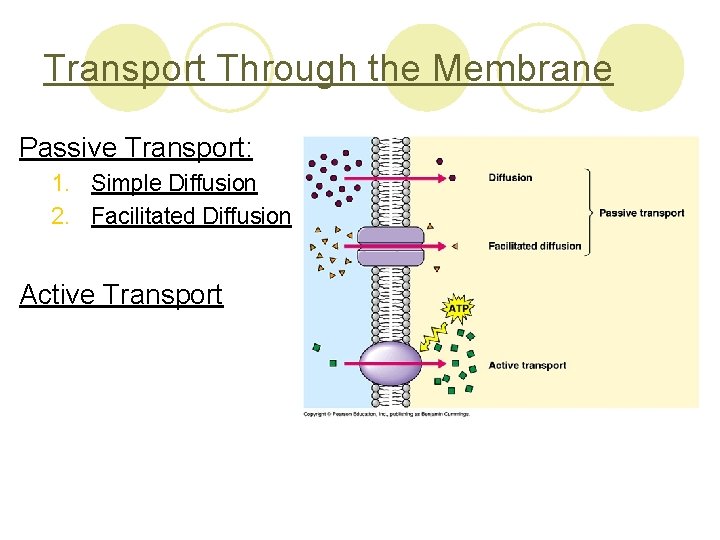 Transport Through the Membrane Passive Transport: 1. Simple Diffusion 2. Facilitated Diffusion Active Transport