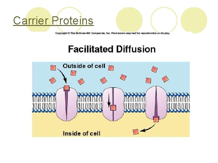 Carrier Proteins 