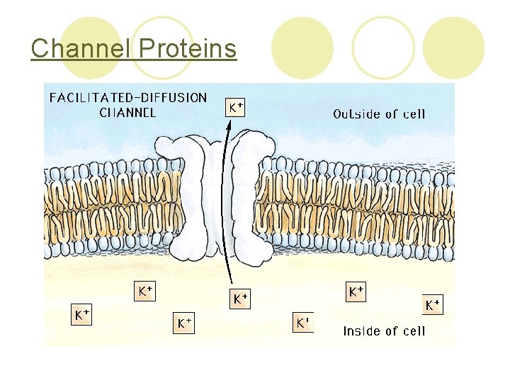 Channel Proteins 
