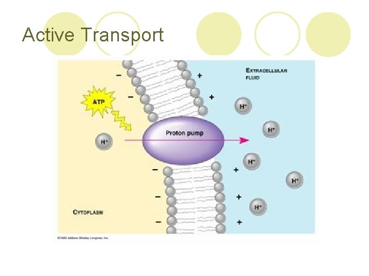 Active Transport 