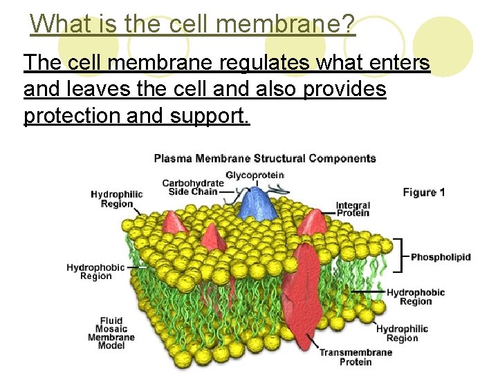 What is the cell membrane? The cell membrane regulates what enters and leaves the