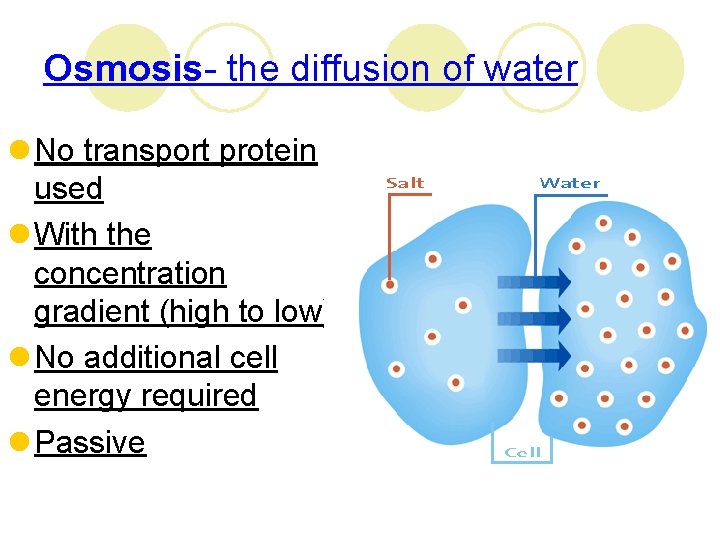 Osmosis- the diffusion of water l No transport protein used l With the concentration