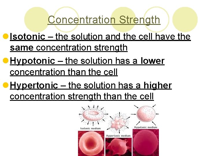 Concentration Strength l Isotonic – the solution and the cell have the same concentration