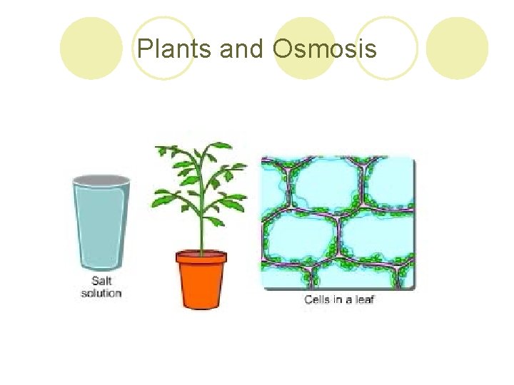 Plants and Osmosis 