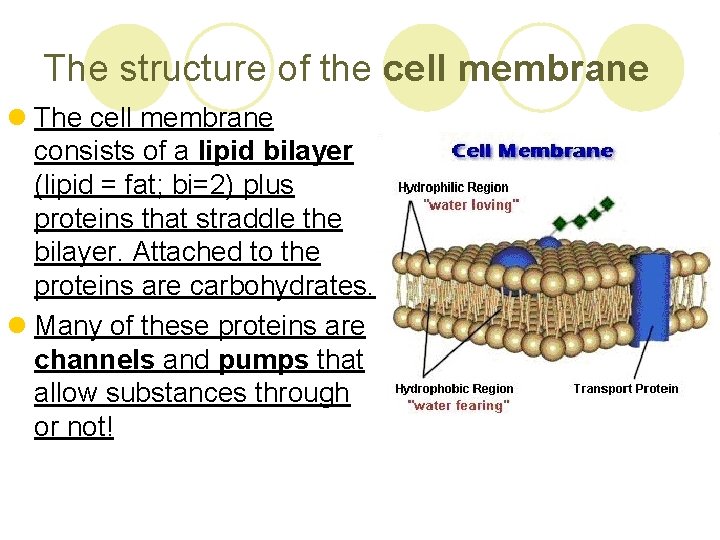 The structure of the cell membrane l The cell membrane consists of a lipid