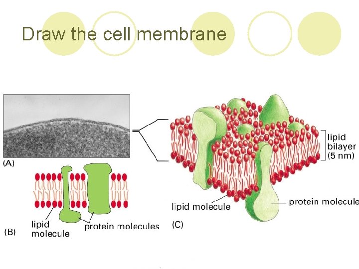 Draw the cell membrane 