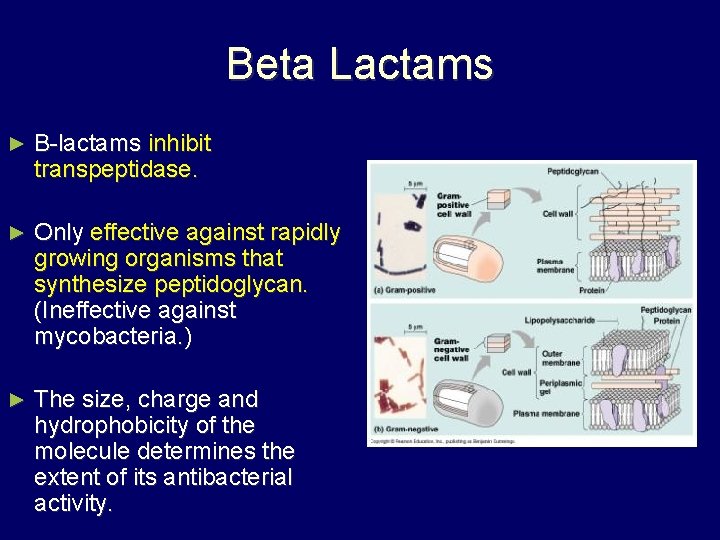 Beta Lactams ► B-lactams inhibit transpeptidase. ► Only effective against rapidly growing organisms that