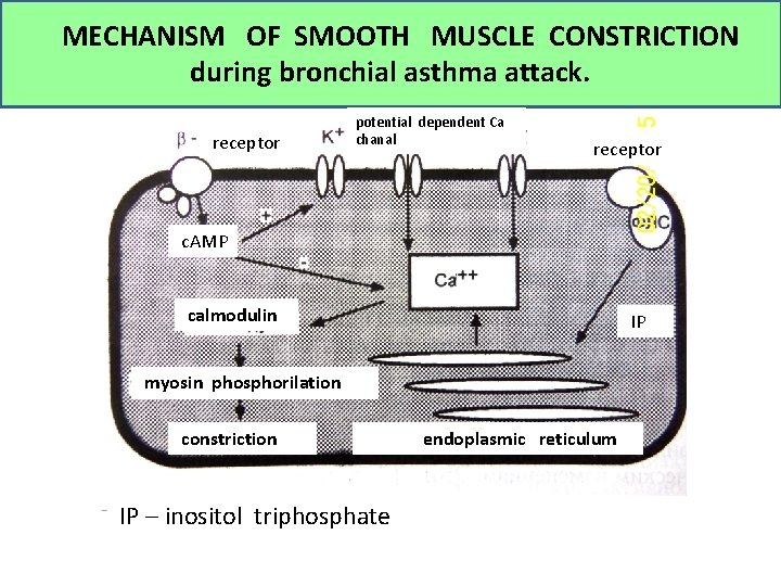 MECHANISM OF SMOOTH MUSCLE CONSTRICTION during bronchial asthma attack. receptor potential dependent Ca chanal