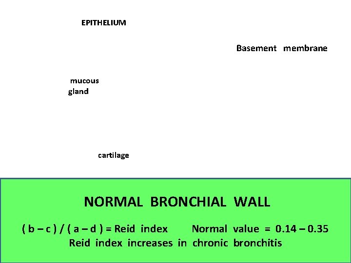 EPITHELIUM Basement membrane mucous gland cartilage NORMAL BRONCHIAL WALL ( b – c )