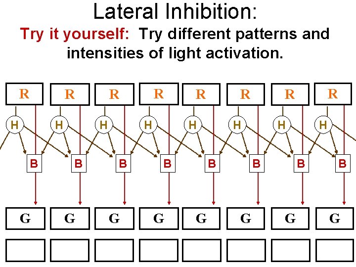Lateral Inhibition: Try it yourself: Try different patterns and intensities of light activation. R