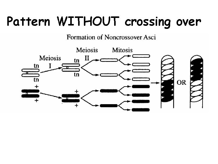 Pattern WITHOUT crossing over 