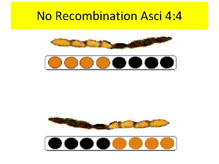 No Recombination Asci 4: 4 