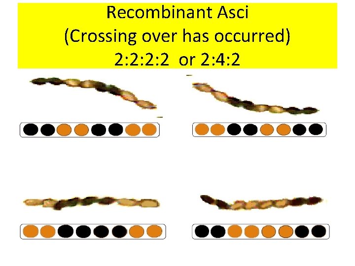 Recombinant Asci (Crossing over has occurred) 2: 2: 2: 2 or 2: 4: 2