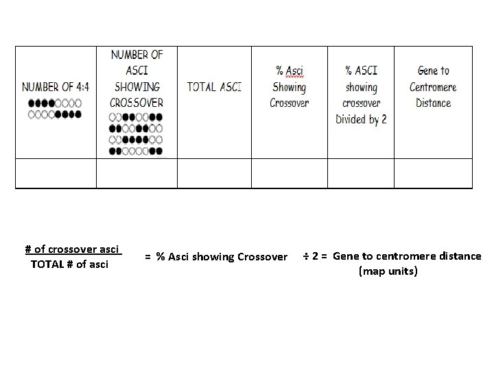 # of crossover asci TOTAL # of asci = % Asci showing Crossover ÷