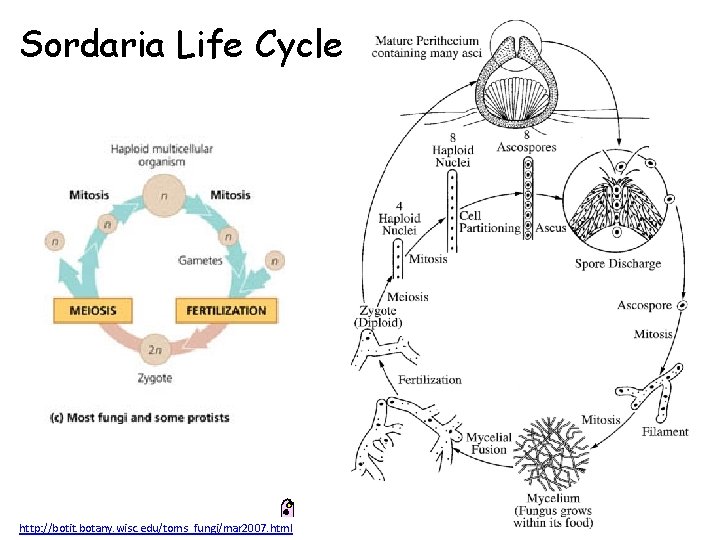 Sordaria Life Cycle http: //botit. botany. wisc. edu/toms_fungi/mar 2007. html 