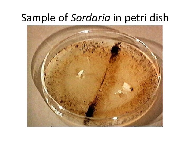 Sample of Sordaria in petri dish 