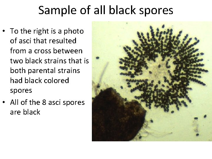 Sample of all black spores • To the right is a photo of asci