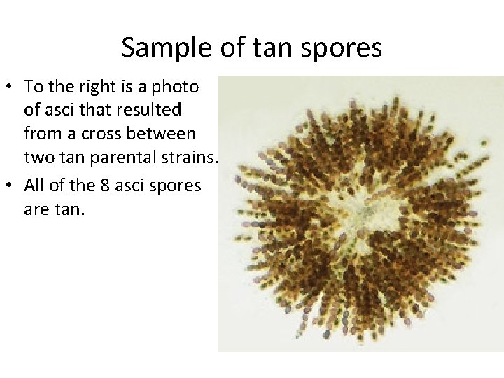 Sample of tan spores • To the right is a photo of asci that