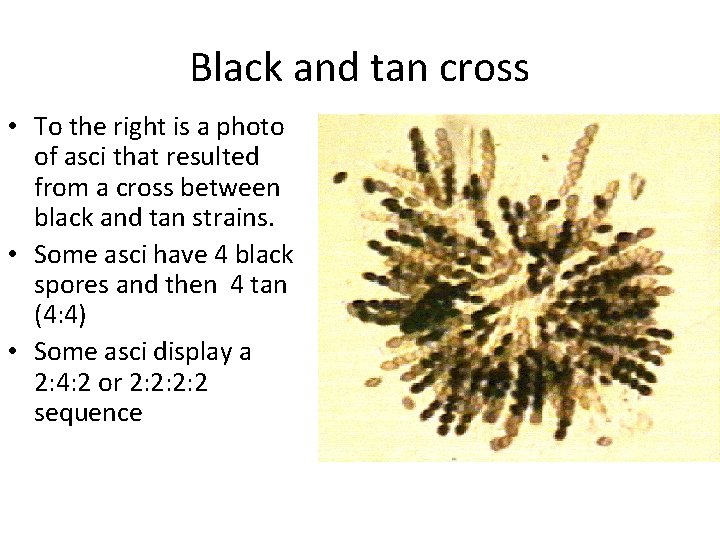 Black and tan cross • To the right is a photo of asci that