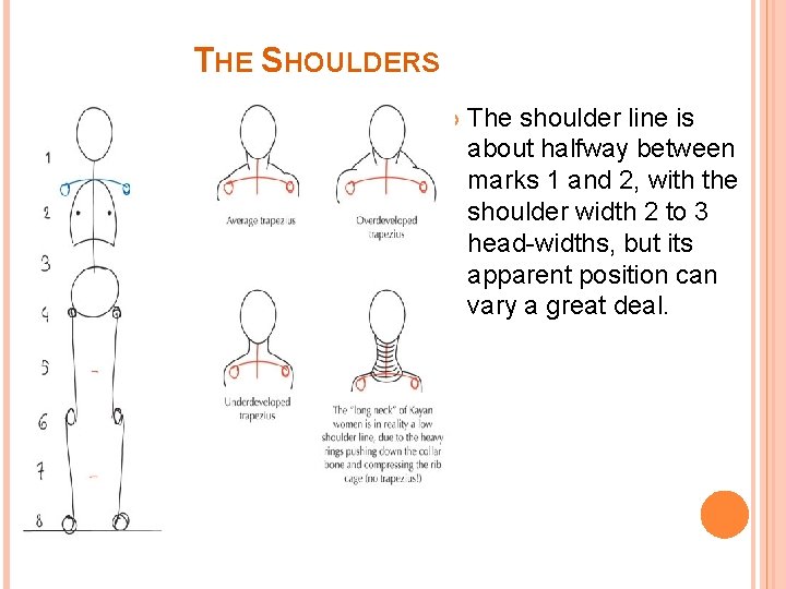 THE SHOULDERS The shoulder line is about halfway between marks 1 and 2, with