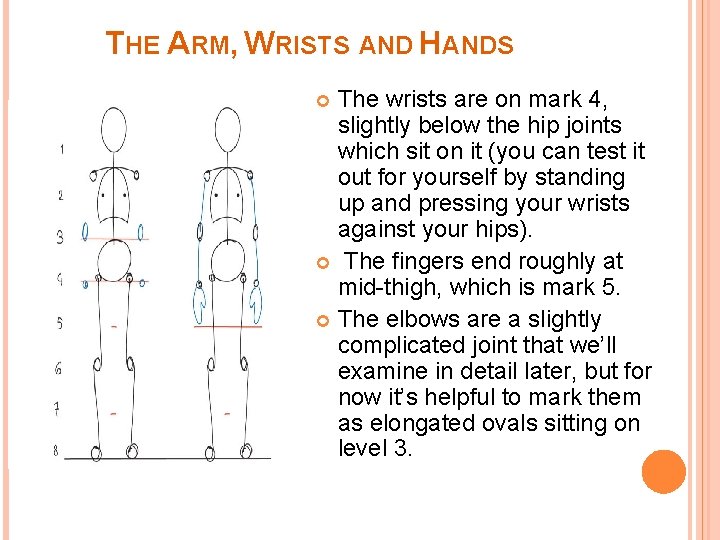 THE ARM, WRISTS AND HANDS The wrists are on mark 4, slightly below the