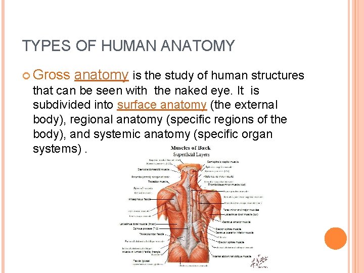 TYPES OF HUMAN ANATOMY Gross anatomy is the study of human structures that can
