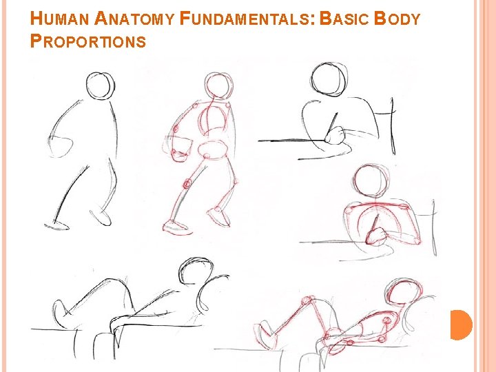 HUMAN ANATOMY FUNDAMENTALS: BASIC BODY PROPORTIONS 