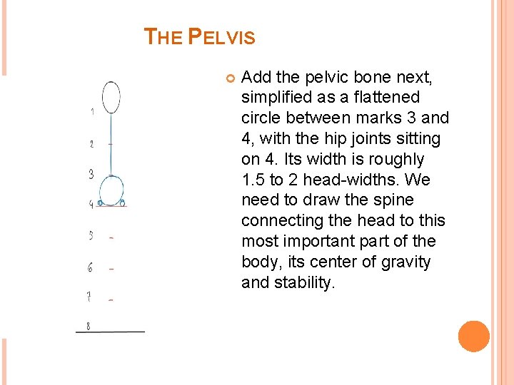 THE PELVIS Add the pelvic bone next, simplified as a flattened circle between marks