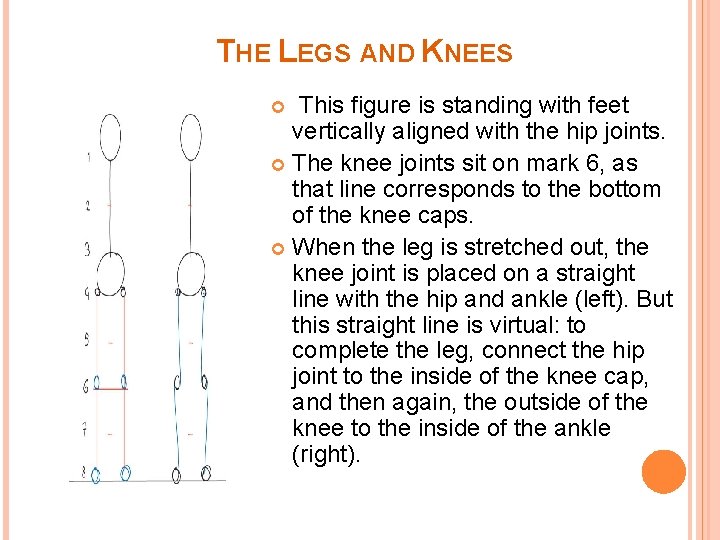 THE LEGS AND KNEES This figure is standing with feet vertically aligned with the