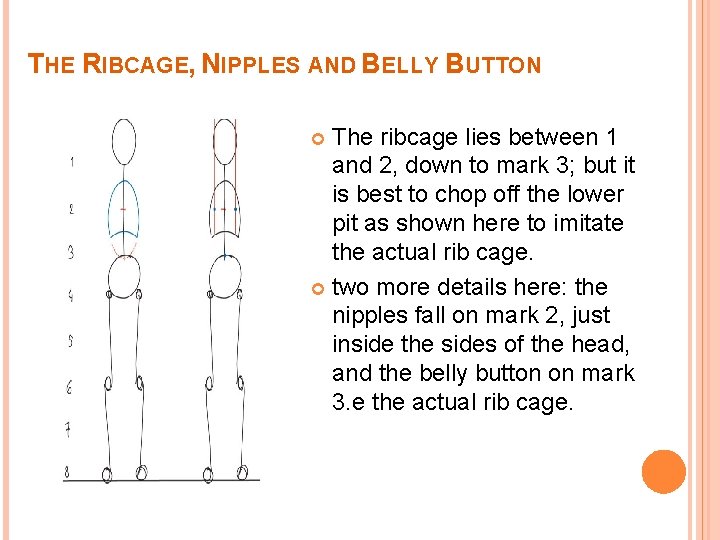 THE RIBCAGE, NIPPLES AND BELLY BUTTON The ribcage lies between 1 and 2, down