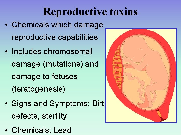 Reproductive toxins • Chemicals which damage reproductive capabilities • Includes chromosomal damage (mutations) and