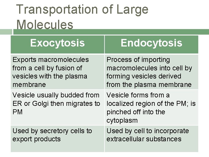 Transportation of Large Molecules Exocytosis Endocytosis Exports macromolecules from a cell by fusion of