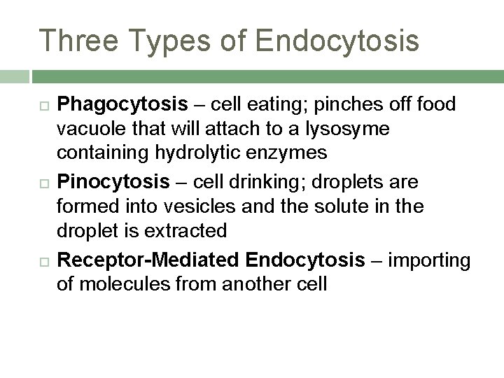 Three Types of Endocytosis Phagocytosis – cell eating; pinches off food vacuole that will