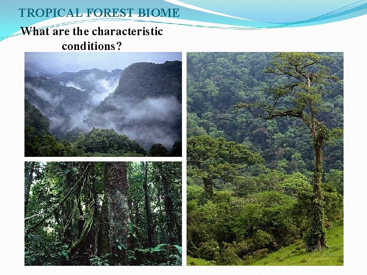 TROPICAL FOREST BIOME What are the characteristic conditions? 