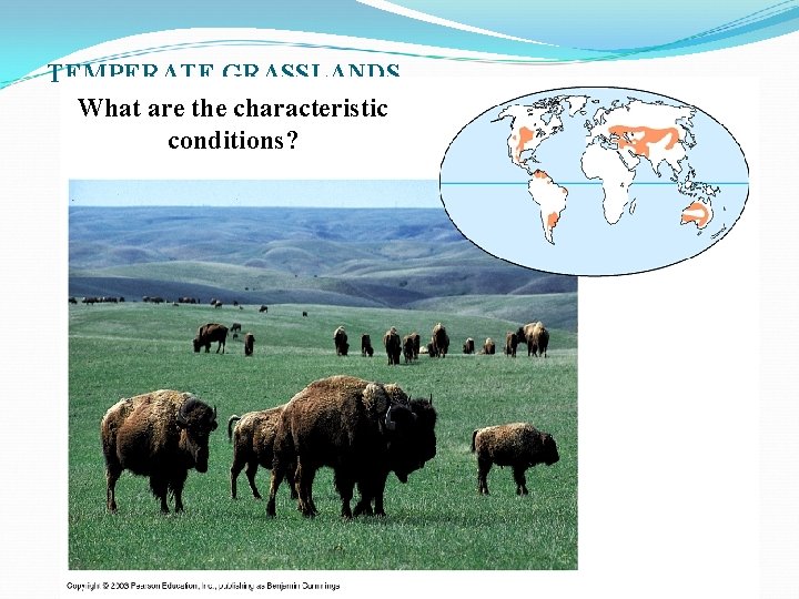 TEMPERATE GRASSLANDS What are the characteristic conditions? 