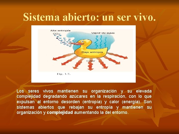 Sistema abierto: un ser vivo. Los seres vivos mantienen su organización y su elevada