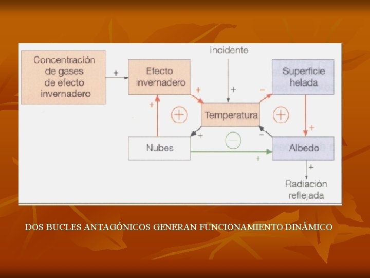 DOS BUCLES ANTAGÓNICOS GENERAN FUNCIONAMIENTO DINÁMICO 