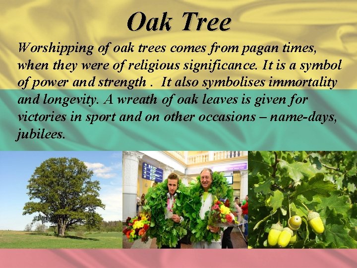 Oak Tree Worshipping of oak trees comes from pagan times, when they were of