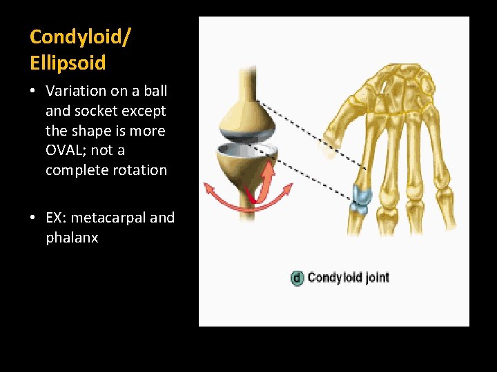 Condyloid/ Ellipsoid • Variation on a ball and socket except the shape is more Condyloid/ Ellipsoid • Variation on a ball and socket except the shape is more