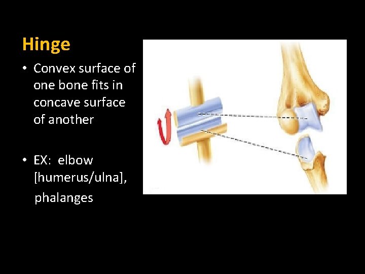 Hinge • Convex surface of one bone fits in concave surface of another • Hinge • Convex surface of one bone fits in concave surface of another •