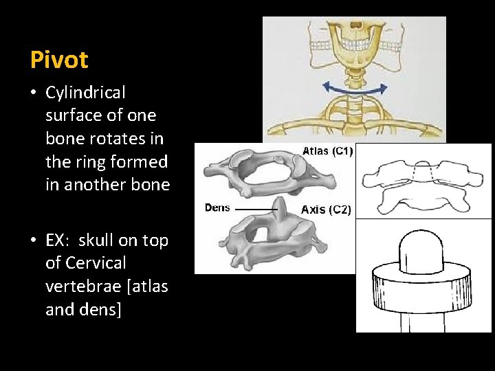 Pivot • Cylindrical surface of one bone rotates in the ring formed in another Pivot • Cylindrical surface of one bone rotates in the ring formed in another