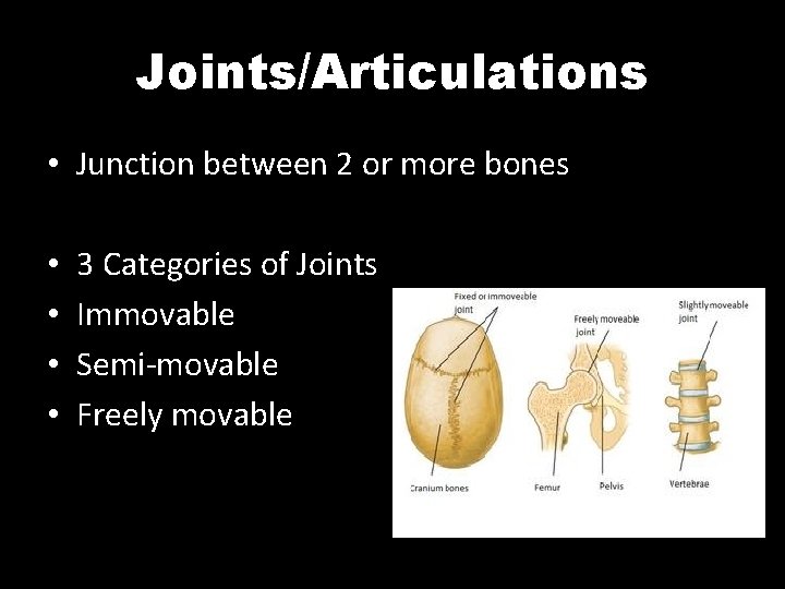 Joints/Articulations • Junction between 2 or more bones • • 3 Categories of Joints Joints/Articulations • Junction between 2 or more bones • • 3 Categories of Joints