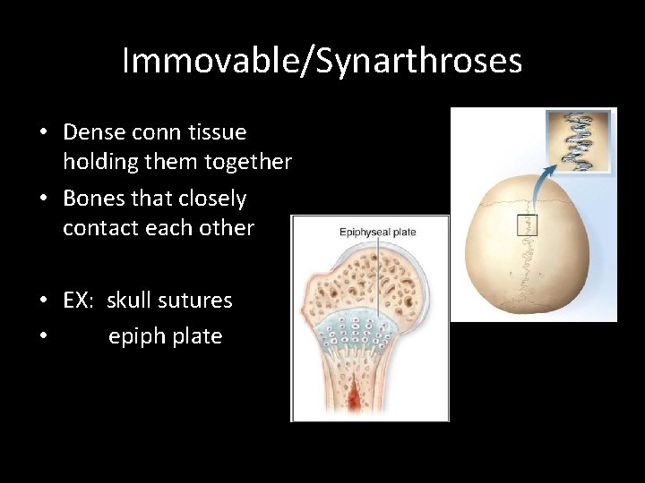 Immovable/Synarthroses • Dense conn tissue holding them together • Bones that closely contact each Immovable/Synarthroses • Dense conn tissue holding them together • Bones that closely contact each