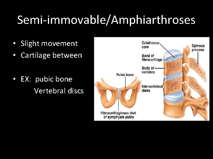 Semi-immovable/Amphiarthroses • Slight movement • Cartilage between • EX: pubic bone Vertebral discs Semi-immovable/Amphiarthroses • Slight movement • Cartilage between • EX: pubic bone Vertebral discs